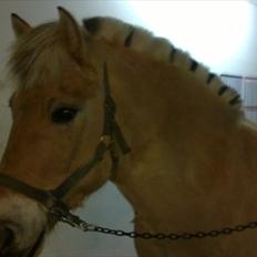 Fjordhest Ceres Mørk. (GL. part)