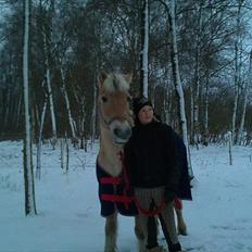 Fjordhest Ceres Mørk. (GL. part)