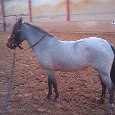 Anden særlig race Anna-Bella (solgt)