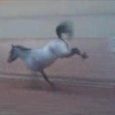 Anden særlig race Anna-Bella (solgt)