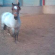 Anden særlig race Anna-Bella (solgt)