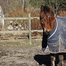 Anden særlig race Prins Kashmir • passer:-*