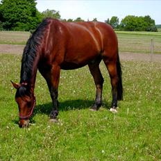 Oldenborg Achilles Weise