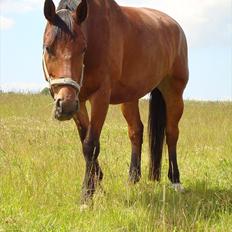 Oldenborg Achilles Weise