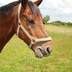 Oldenborg Achilles Weise