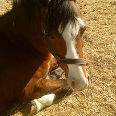 Welsh Pony (sec B) Rakt`s Britney solgt