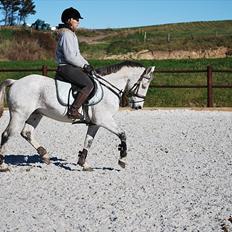 Irsk Sportspony Castlefarm BobCat.solgt