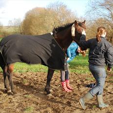 Traver Needle flamingo 