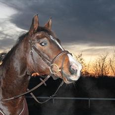 Dansk Varmblod Munkebjergs Fabergé