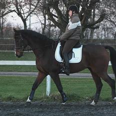 Dansk Varmblod Munkebjergs Fabergé