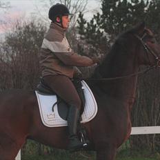 Dansk Varmblod Munkebjergs Fabergé