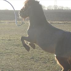 Shetlænder MR.Romeo