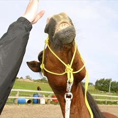 Anden særlig race Sheran