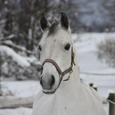 Trakehner Bint-Al-Hawa, (solgt 2011)