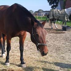 Anden særlig race Gaby (tilbage tidl ejer)