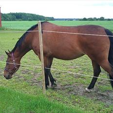 Anden særlig race Gaby (tilbage tidl ejer)