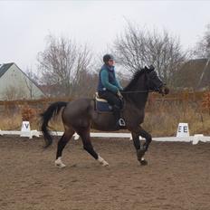 Schweres Warmblut Lorenzo