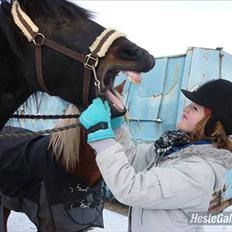 Frieser Lady( Rider nogengange) 