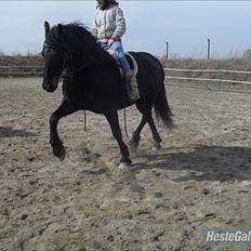 Frieser Lady( Rider nogengange) 