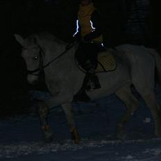 Lipizzaner Mille(solgt til søster)