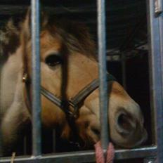 Fjordhest Lion! <3 :*