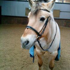 Fjordhest Lion! <3 :*