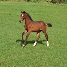 Dansk Varmblod Real Sensation