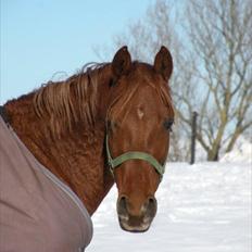 Anden særlig race Pasadena "tyksakken"<3.