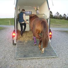 Anden særlig race Pasadena "tyksakken"<3.