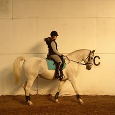 Anden særlig race Indy