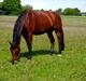 Oldenborg Achilles Weise