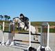 Irsk Sportspony Castlefarm BobCat.solgt