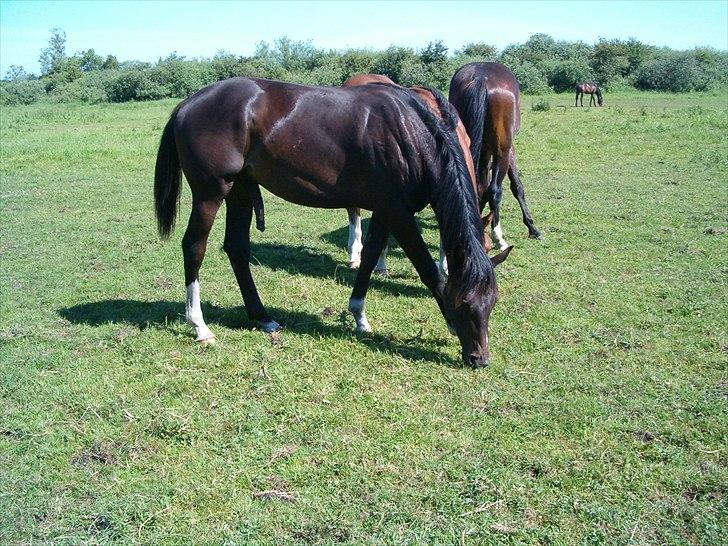 Dansk Varmblod Prins billede 9