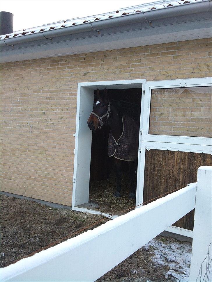 Trakehner Rødhøj's Chapman(<3) - Chapper på Svendborg Dyrehospital <3 billede 18