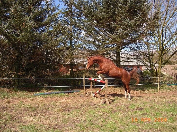 Arabisk fuldblod (OX) Fadligt - RIP 7/2-2011 billede 1