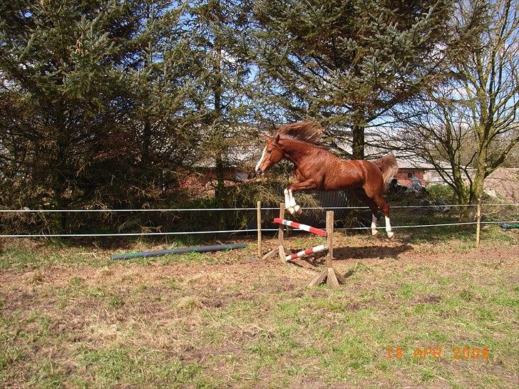 Arabisk fuldblod (OX) Fadligt - RIP 7/2-2011 billede 2