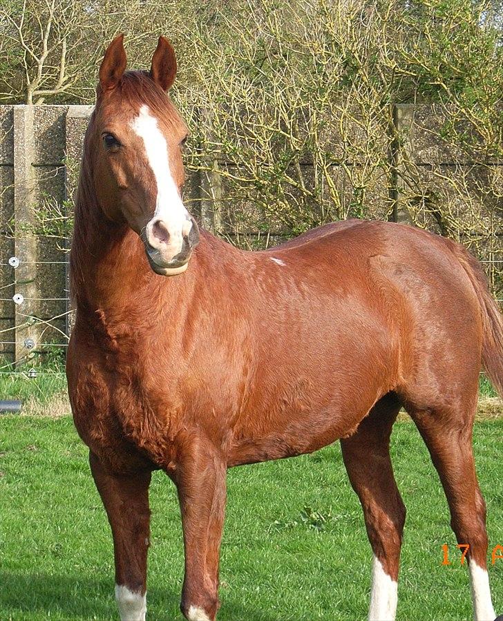 Arabisk fuldblod (OX) Fadligt - RIP 7/2-2011 billede 3