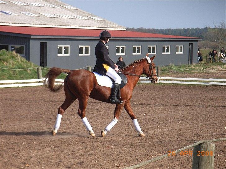 Arabisk fuldblod (OX) Fadligt - RIP 7/2-2011 billede 4