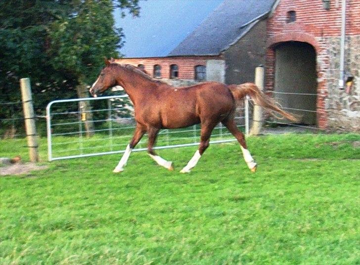 Arabisk fuldblod (OX) Fadligt - RIP 7/2-2011 billede 5