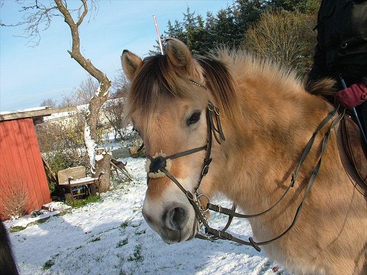 Fjordhest Nullen "Udlånt" billede 13