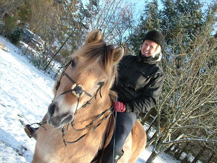 Fjordhest Nullen "Udlånt" billede 14