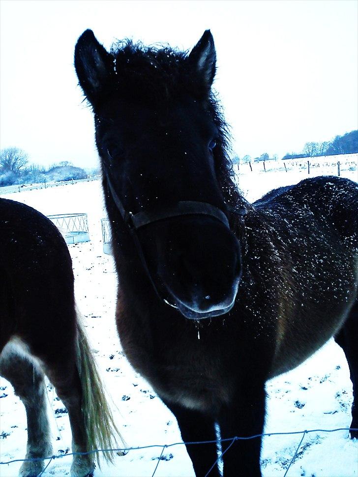 Islænder Hind <3 billede 2