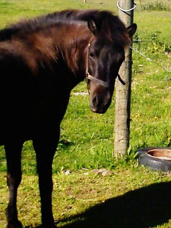 Islænder Hind <3 billede 3