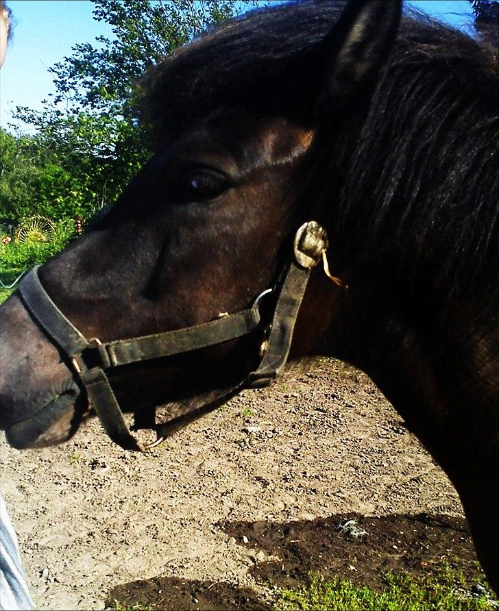 Islænder Hind <3 billede 4