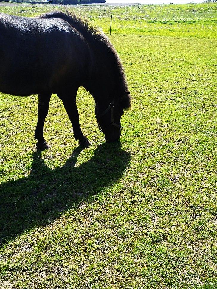 Islænder Hind <3 billede 5