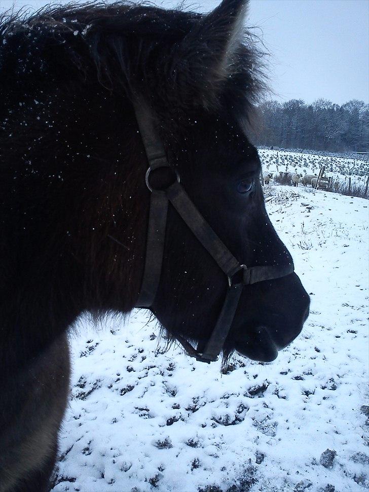 Islænder Hind <3 billede 6