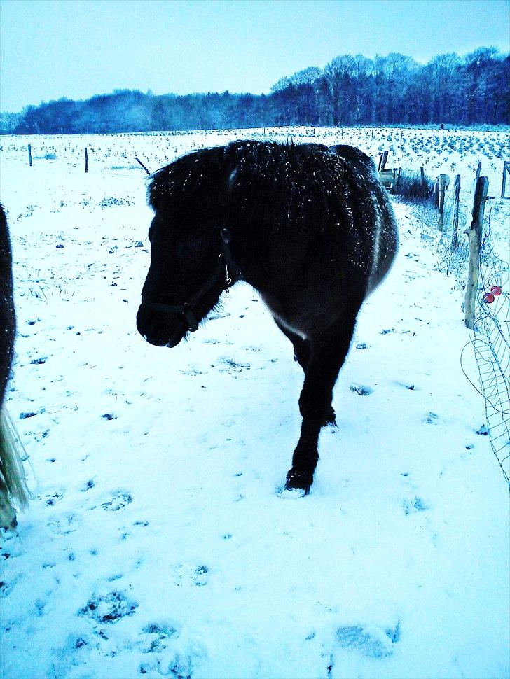 Islænder Hind <3 billede 7