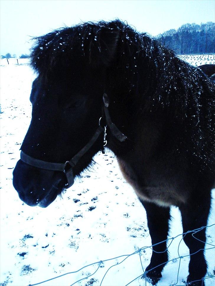 Islænder Hind <3 billede 8