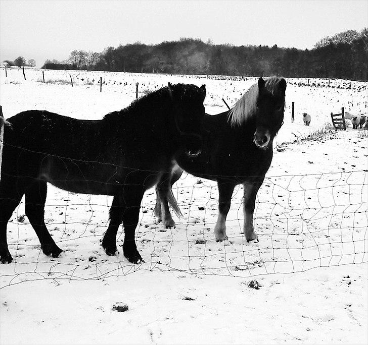 Islænder Hind <3 billede 9