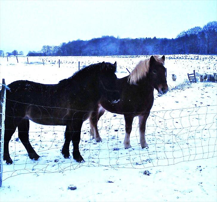 Islænder Hind <3 billede 10